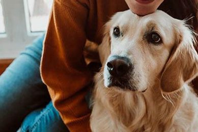 Best Companion Dogs for Car Travel My Caring Dog – Tips, Stories, and Care Guides for Loving Pet Owners Best Companion Dogs for Car Travel | My Caring Dog – Tips, Stories, and Care Guides for Loving Pet Owners