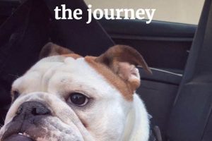 Conquer Dog Car Sickness: Vet Tips & Tricks My Caring Dog – Tips, Stories, and Care Guides for Loving Pet Owners Conquer Dog Car Sickness: Vet Tips & Tricks | My Caring Dog – Tips, Stories, and Care Guides for Loving Pet Owners