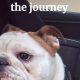 Conquer Dog Car Sickness: Vet Tips & Tricks | My Caring Dog – Tips, Stories, and Care Guides for Loving Pet Owners