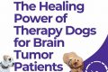 Certified American Therapy Dogs: Car Companions My Caring Dog – Tips, Stories, and Care Guides for Loving Pet Owners Certified American Therapy Dogs: Car Companions | My Caring Dog – Tips, Stories, and Care Guides for Loving Pet Owners