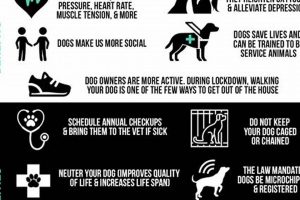 Essential Dog Ownership Responsibilities for Car Owners My Caring Dog – Tips, Stories, and Care Guides for Loving Pet Owners Essential Dog Ownership Responsibilities for Car Owners | My Caring Dog – Tips, Stories, and Care Guides for Loving Pet Owners