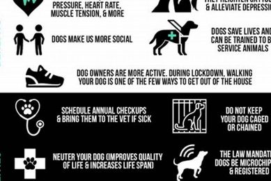 Essential Dog Ownership Responsibilities for Car Owners My Caring Dog – Tips, Stories, and Care Guides for Loving Pet Owners Essential Dog Ownership Responsibilities for Car Owners | My Caring Dog – Tips, Stories, and Care Guides for Loving Pet Owners