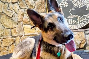 Best Service Dog Training in Seattle WA My Caring Dog – Tips, Stories, and Care Guides for Loving Pet Owners Best Service Dog Training in Seattle WA | My Caring Dog – Tips, Stories, and Care Guides for Loving Pet Owners
