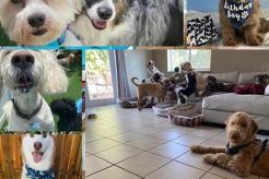 Best Dog Day Care in Miami: Top Centers My Caring Dog – Tips, Stories, and Care Guides for Loving Pet Owners Best Dog Day Care in Miami: Top Centers | My Caring Dog – Tips, Stories, and Care Guides for Loving Pet Owners