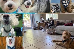 Best Dog Day Care in Miami: Top Centers My Caring Dog – Tips, Stories, and Care Guides for Loving Pet Owners Best Dog Day Care in Miami: Top Centers | My Caring Dog – Tips, Stories, and Care Guides for Loving Pet Owners