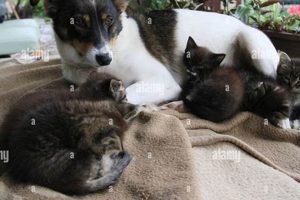 Amazing Videos: Dog Takes Care of Kittens Affectionately My Caring Dog – Tips, Stories, and Care Guides for Loving Pet Owners Amazing Videos: Dog Takes Care of Kittens Affectionately | My Caring Dog – Tips, Stories, and Care Guides for Loving Pet Owners