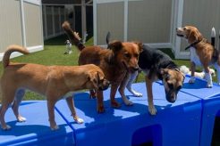 Best Dog Day Care: Find Top-Rated Centers My Caring Dog – Tips, Stories, and Care Guides for Loving Pet Owners Best Dog Day Care: Find Top-Rated Centers | My Caring Dog – Tips, Stories, and Care Guides for Loving Pet Owners