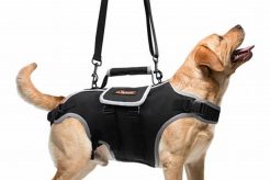 Best Care Lift Harnesses for Senior Dogs My Caring Dog – Tips, Stories, and Care Guides for Loving Pet Owners Best Care Lift Harnesses for Senior Dogs | My Caring Dog – Tips, Stories, and Care Guides for Loving Pet Owners