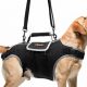 Best Care Lift Harnesses for Senior Dogs | My Caring Dog – Tips, Stories, and Care Guides for Loving Pet Owners