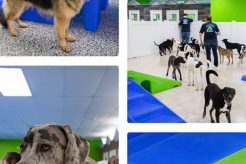 Best Dog Day Care in Allentown PA: Top Choices My Caring Dog – Tips, Stories, and Care Guides for Loving Pet Owners Best Dog Day Care in Allentown PA: Top Choices | My Caring Dog – Tips, Stories, and Care Guides for Loving Pet Owners