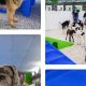 Best Dog Day Care in Allentown PA: Top Choices | My Caring Dog – Tips, Stories, and Care Guides for Loving Pet Owners