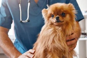 Top Dog Urgent Care Clinics Near You My Caring Dog – Tips, Stories, and Care Guides for Loving Pet Owners Top Dog Urgent Care Clinics Near You | My Caring Dog – Tips, Stories, and Care Guides for Loving Pet Owners