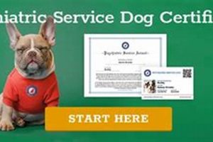 Best Psychiatric Service Dog Certification Guide My Caring Dog – Tips, Stories, and Care Guides for Loving Pet Owners Best Psychiatric Service Dog Certification Guide | My Caring Dog – Tips, Stories, and Care Guides for Loving Pet Owners