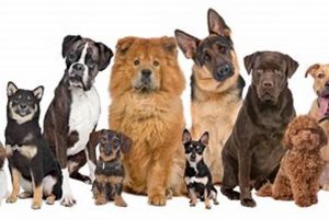 Pro "Must Love Dogs" Pet Care Services Near You My Caring Dog – Tips, Stories, and Care Guides for Loving Pet Owners Pro "Must Love Dogs" Pet Care Services Near You | My Caring Dog – Tips, Stories, and Care Guides for Loving Pet Owners