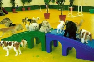 Top-Rated Good Dog Day Care: Find the Best My Caring Dog – Tips, Stories, and Care Guides for Loving Pet Owners Top-Rated Good Dog Day Care: Find the Best | My Caring Dog – Tips, Stories, and Care Guides for Loving Pet Owners