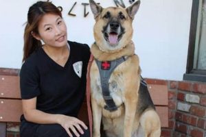 Akc Service Dog My Caring Dog – Tips, Stories, and Care Guides for Loving Pet Owners Akc Service Dog | My Caring Dog – Tips, Stories, and Care Guides for Loving Pet Owners