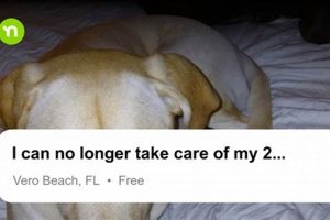 Rehoming a Beloved Dog: Finding a Loving New Home My Caring Dog – Tips, Stories, and Care Guides for Loving Pet Owners Rehoming a Beloved Dog: Finding a Loving New Home | My Caring Dog – Tips, Stories, and Care Guides for Loving Pet Owners