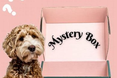 Best Canine & Co Gear for Car Dogs My Caring Dog – Tips, Stories, and Care Guides for Loving Pet Owners Best Canine & Co Gear for Car Dogs | My Caring Dog – Tips, Stories, and Care Guides for Loving Pet Owners