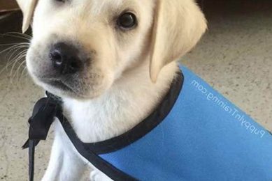 Adopt a Loyal Service Dog Today! My Caring Dog – Tips, Stories, and Care Guides for Loving Pet Owners Adopt a Loyal Service Dog Today! | My Caring Dog – Tips, Stories, and Care Guides for Loving Pet Owners