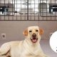 Top 5 Best Dog Car Barriers for Safe Travels | My Caring Dog – Tips, Stories, and Care Guides for Loving Pet Owners