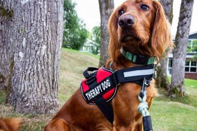 Ultimate Dog Support & Car Accessories My Caring Dog – Tips, Stories, and Care Guides for Loving Pet Owners Ultimate Dog Support & Car Accessories | My Caring Dog – Tips, Stories, and Care Guides for Loving Pet Owners