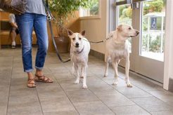 Top Dog Day Care in Walnut Creek CA: Best Options My Caring Dog – Tips, Stories, and Care Guides for Loving Pet Owners Top Dog Day Care in Walnut Creek CA: Best Options | My Caring Dog – Tips, Stories, and Care Guides for Loving Pet Owners
