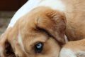 Is Your Dog Truly Canine? Breed Traits Explored My Caring Dog – Tips, Stories, and Care Guides for Loving Pet Owners Is Your Dog Truly Canine? Breed Traits Explored | My Caring Dog – Tips, Stories, and Care Guides for Loving Pet Owners