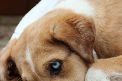 Is Your Dog Truly Canine? Breed Traits Explored My Caring Dog – Tips, Stories, and Care Guides for Loving Pet Owners Is Your Dog Truly Canine? Breed Traits Explored | My Caring Dog – Tips, Stories, and Care Guides for Loving Pet Owners