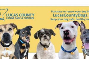 Adopt Lucas County Dogs: Find Your Furry Friend My Caring Dog – Tips, Stories, and Care Guides for Loving Pet Owners Adopt Lucas County Dogs: Find Your Furry Friend | My Caring Dog – Tips, Stories, and Care Guides for Loving Pet Owners