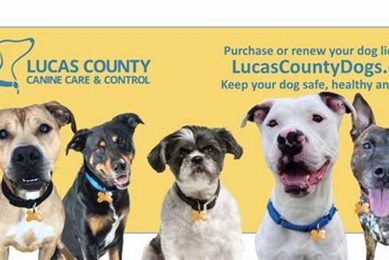 Adopt Lucas County Dogs: Find Your Furry Friend My Caring Dog – Tips, Stories, and Care Guides for Loving Pet Owners Adopt Lucas County Dogs: Find Your Furry Friend | My Caring Dog – Tips, Stories, and Care Guides for Loving Pet Owners