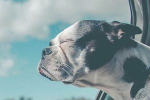 Rehoming a Dog: When You Can No Longer Cope My Caring Dog – Tips, Stories, and Care Guides for Loving Pet Owners Rehoming a Dog: When You Can No Longer Cope | My Caring Dog – Tips, Stories, and Care Guides for Loving Pet Owners