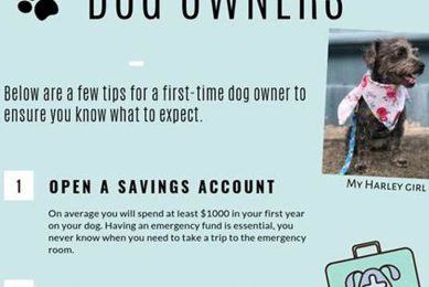Tips For Dog Owners My Caring Dog – Tips, Stories, and Care Guides for Loving Pet Owners Tips For Dog Owners | My Caring Dog – Tips, Stories, and Care Guides for Loving Pet Owners