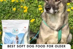 Best Dog Food For Teeth Care My Caring Dog – Tips, Stories, and Care Guides for Loving Pet Owners Best Dog Food For Teeth Care | My Caring Dog – Tips, Stories, and Care Guides for Loving Pet Owners