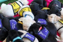 Best Service Dog Training Programs: A Guide My Caring Dog – Tips, Stories, and Care Guides for Loving Pet Owners Best Service Dog Training Programs: A Guide | My Caring Dog – Tips, Stories, and Care Guides for Loving Pet Owners