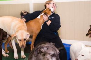 Top Full-Time Overnight Dog Care Jobs My Caring Dog – Tips, Stories, and Care Guides for Loving Pet Owners Top Full-Time Overnight Dog Care Jobs | My Caring Dog – Tips, Stories, and Care Guides for Loving Pet Owners