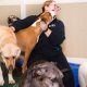Top Full-Time Overnight Dog Care Jobs | My Caring Dog – Tips, Stories, and Care Guides for Loving Pet Owners