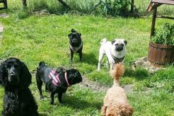 Best Dog Day Care in Newcastle NSW: Top Picks My Caring Dog – Tips, Stories, and Care Guides for Loving Pet Owners Best Dog Day Care in Newcastle NSW: Top Picks | My Caring Dog – Tips, Stories, and Care Guides for Loving Pet Owners