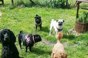 Best Dog Day Care in Newcastle NSW: Top Picks My Caring Dog – Tips, Stories, and Care Guides for Loving Pet Owners Best Dog Day Care in Newcastle NSW: Top Picks | My Caring Dog – Tips, Stories, and Care Guides for Loving Pet Owners