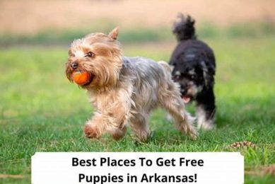 Best Places to Get Puppies: Car Dog Edition My Caring Dog – Tips, Stories, and Care Guides for Loving Pet Owners Best Places to Get Puppies: Car Dog Edition | My Caring Dog – Tips, Stories, and Care Guides for Loving Pet Owners