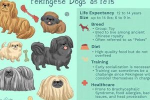 The Ultimate Guide to Pekingese Dog Care My Caring Dog – Tips, Stories, and Care Guides for Loving Pet Owners The Ultimate Guide to Pekingese Dog Care | My Caring Dog – Tips, Stories, and Care Guides for Loving Pet Owners