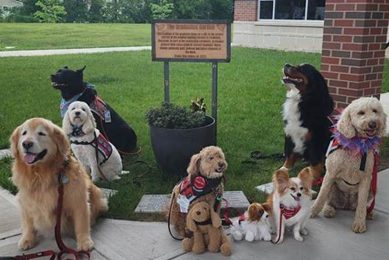 Canine Community My Caring Dog – Tips, Stories, and Care Guides for Loving Pet Owners Canine Community | My Caring Dog – Tips, Stories, and Care Guides for Loving Pet Owners