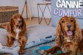 Ultimate Canine Comfort for Car Dogs My Caring Dog – Tips, Stories, and Care Guides for Loving Pet Owners Ultimate Canine Comfort for Car Dogs | My Caring Dog – Tips, Stories, and Care Guides for Loving Pet Owners