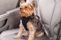 Best Car Seat Belts for Small Dogs: Safe Travel My Caring Dog – Tips, Stories, and Care Guides for Loving Pet Owners Best Car Seat Belts for Small Dogs: Safe Travel | My Caring Dog – Tips, Stories, and Care Guides for Loving Pet Owners