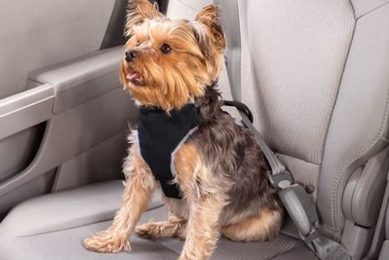 Best Car Seat Belts for Small Dogs: Safe Travel My Caring Dog – Tips, Stories, and Care Guides for Loving Pet Owners Best Car Seat Belts for Small Dogs: Safe Travel | My Caring Dog – Tips, Stories, and Care Guides for Loving Pet Owners