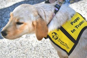 Raising Service Dog Puppies: A Guide My Caring Dog – Tips, Stories, and Care Guides for Loving Pet Owners Raising Service Dog Puppies: A Guide | My Caring Dog – Tips, Stories, and Care Guides for Loving Pet Owners