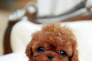 Best Car Accessories for Pls Dog Lovers My Caring Dog – Tips, Stories, and Care Guides for Loving Pet Owners Best Car Accessories for Pls Dog Lovers | My Caring Dog – Tips, Stories, and Care Guides for Loving Pet Owners
