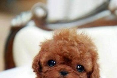 Best Car Accessories for Pls Dog Lovers My Caring Dog – Tips, Stories, and Care Guides for Loving Pet Owners Best Car Accessories for Pls Dog Lovers | My Caring Dog – Tips, Stories, and Care Guides for Loving Pet Owners
