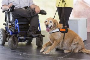 Best Service Dogs for the Disabled: A Guide My Caring Dog – Tips, Stories, and Care Guides for Loving Pet Owners Best Service Dogs for the Disabled: A Guide | My Caring Dog – Tips, Stories, and Care Guides for Loving Pet Owners
