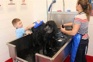 Best Car Wash Plaza Dog Wash Near You My Caring Dog – Tips, Stories, and Care Guides for Loving Pet Owners Best Car Wash Plaza Dog Wash Near You | My Caring Dog – Tips, Stories, and Care Guides for Loving Pet Owners