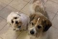 Adopt Senior Dogs in St. Louis: Find Your Companion My Caring Dog – Tips, Stories, and Care Guides for Loving Pet Owners Adopt Senior Dogs in St. Louis: Find Your Companion | My Caring Dog – Tips, Stories, and Care Guides for Loving Pet Owners